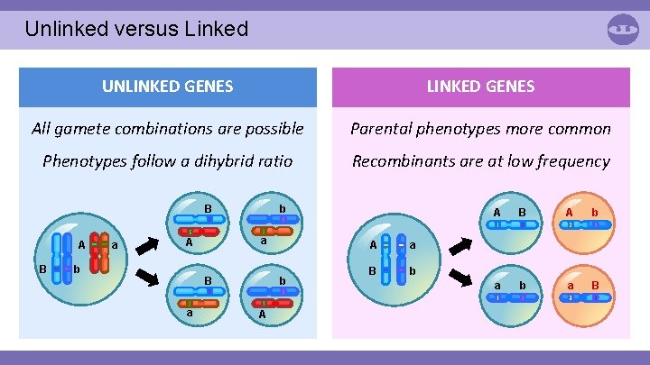 Unlinked versus Linked UNLINKED GENES All gamete combinations are possible Parental phenotypes more common