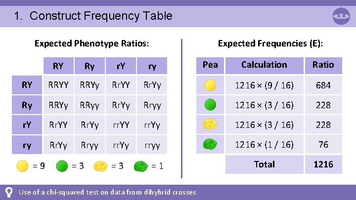 1. Construct Frequency Table Expected Phenotype Ratios: Expected Frequencies (E): Calculation Ratio Rr. Yy
