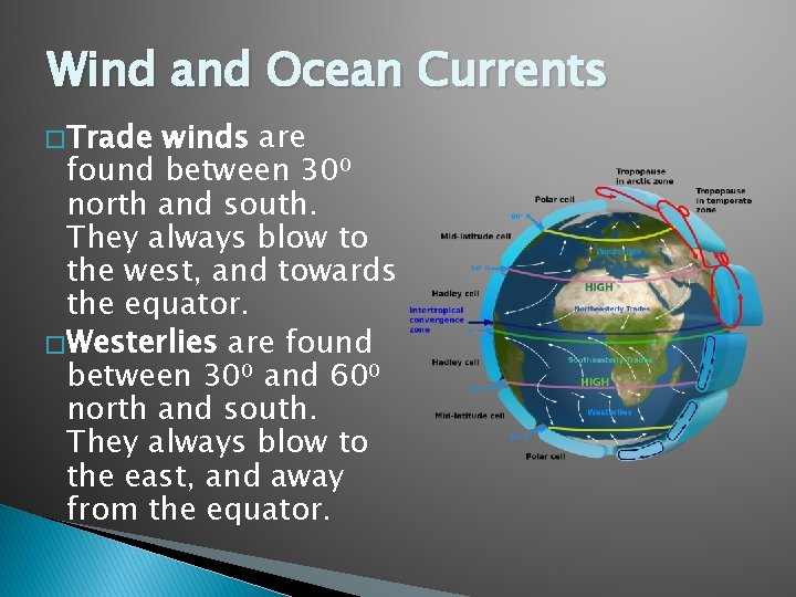 Wind and Ocean Currents � Trade winds are found between 30⁰ north and south.
