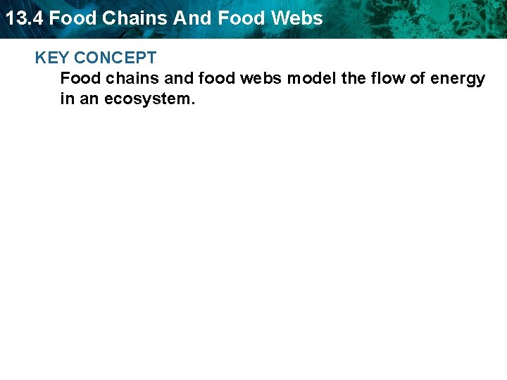 13. 4 Food Chains And Food Webs KEY CONCEPT Food chains and food webs