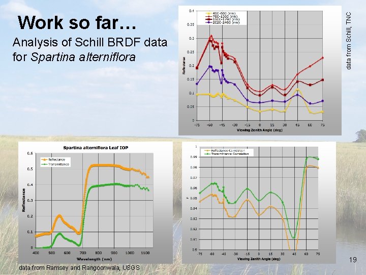 Analysis of Schill BRDF data for Spartina alterniflora data from Schill, TNC Work so