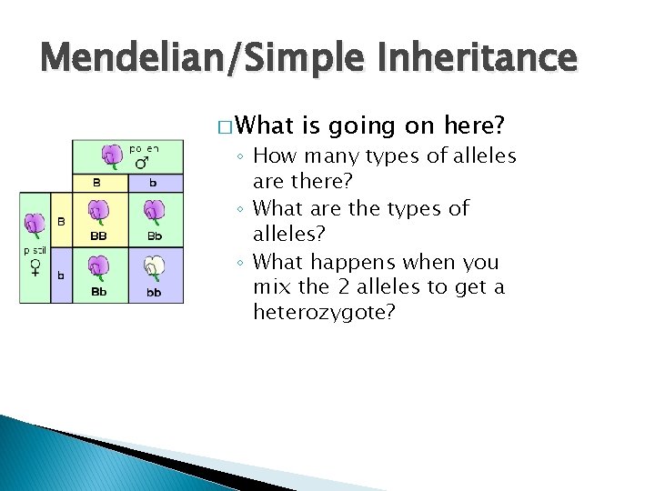 Mendelian/Simple Inheritance � What is going on here? ◦ How many types of alleles