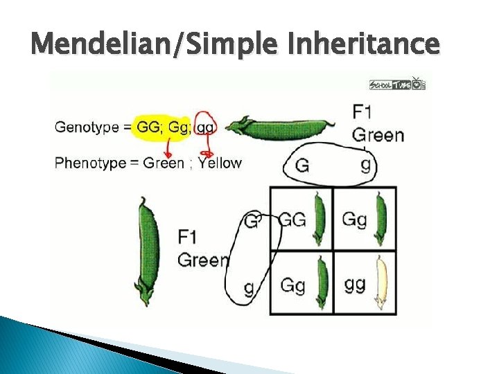 Mendelian/Simple Inheritance 