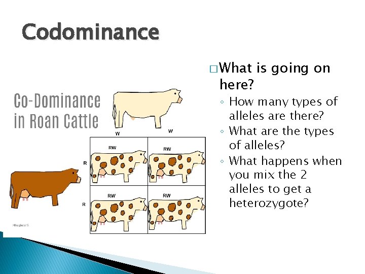 Codominance � What here? is going on ◦ How many types of alleles are