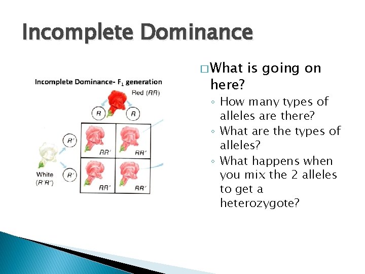 Incomplete Dominance � What here? is going on ◦ How many types of alleles