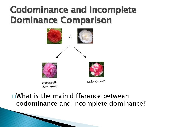 Codominance and Incomplete Dominance Comparison � What is the main difference between codominance and