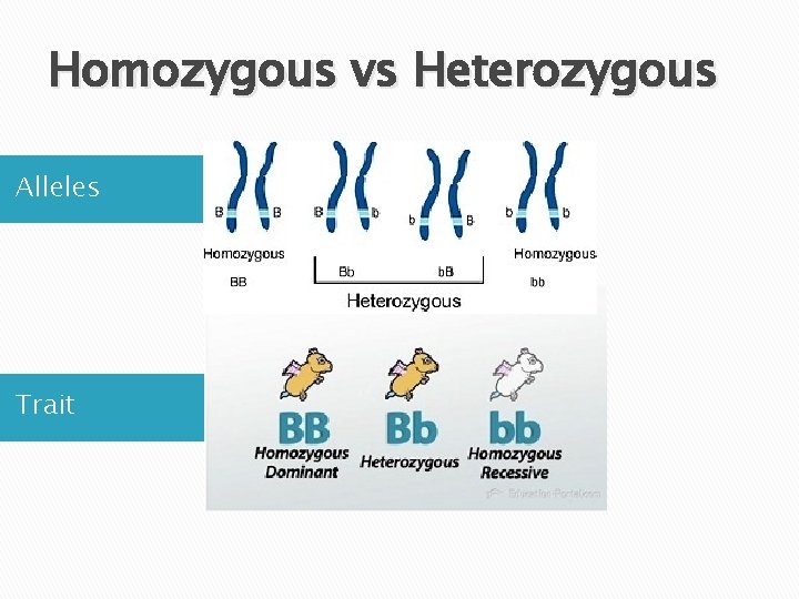 Homozygous vs Heterozygous Alleles Trait 