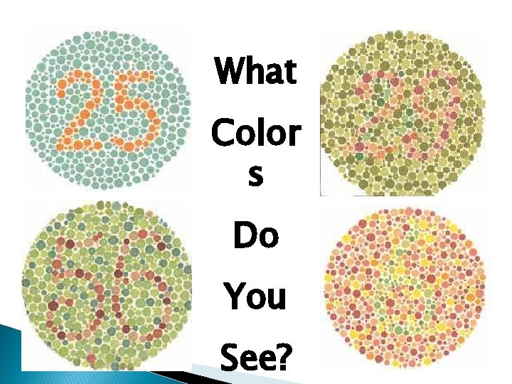 What Color s Do You See? 