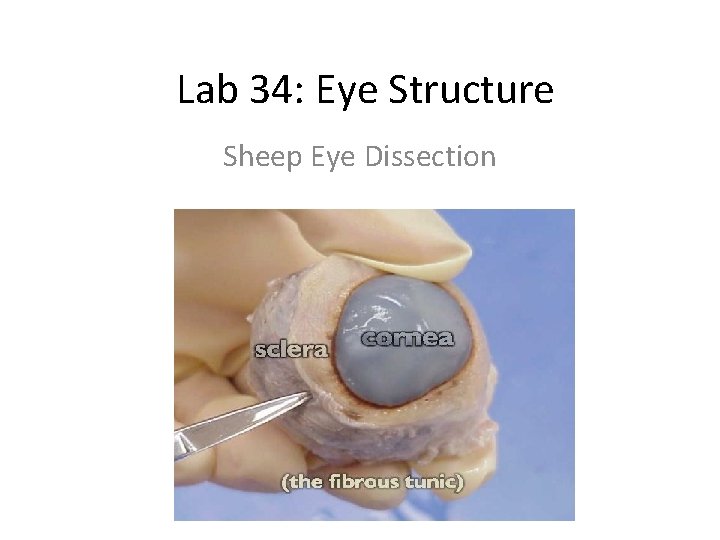 Lab 34: Eye Structure Sheep Eye Dissection 