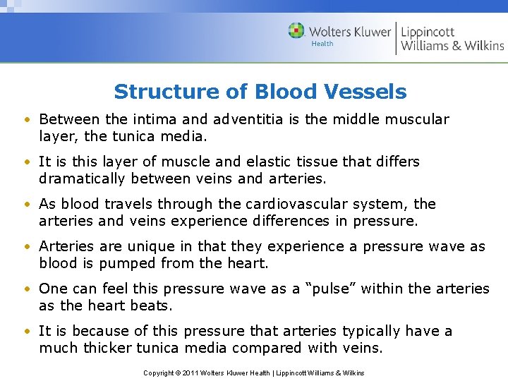 Structure of Blood Vessels • Between the intima and adventitia is the middle muscular