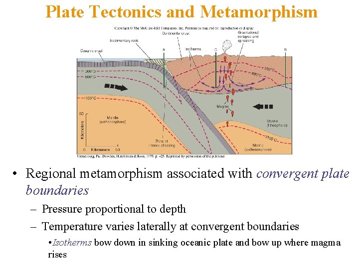 Plate Tectonics and Metamorphism • Regional metamorphism associated with convergent plate boundaries – Pressure