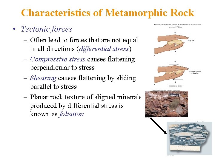 Characteristics of Metamorphic Rock • Tectonic forces – Often lead to forces that are