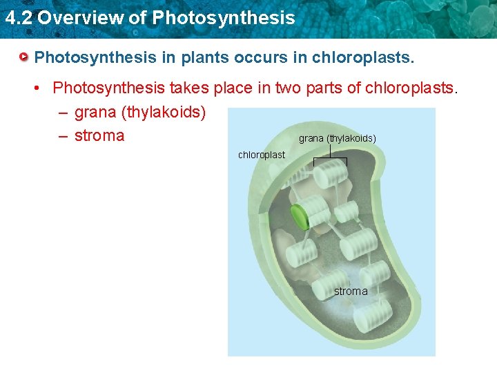 4. 2 Overview of Photosynthesis in plants occurs in chloroplasts. • Photosynthesis takes place