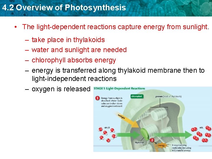 4. 2 Overview of Photosynthesis • The light-dependent reactions capture energy from sunlight. –