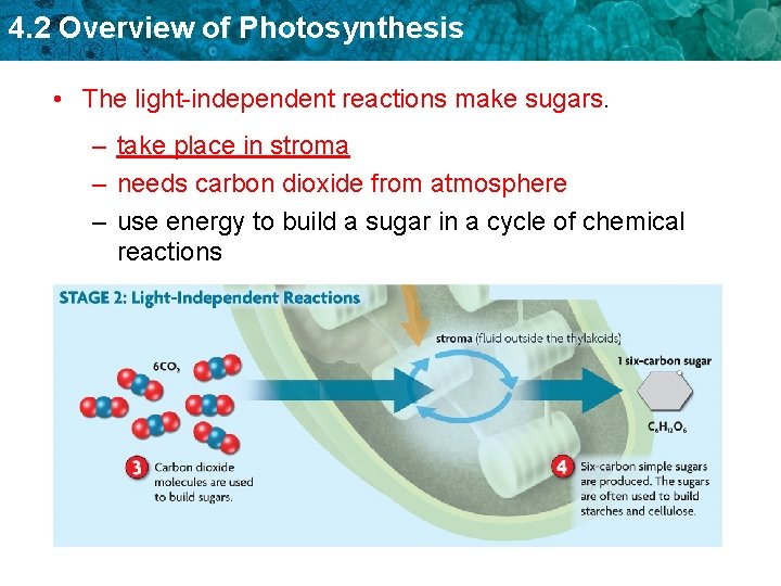 4. 2 Overview of Photosynthesis • The light-independent reactions make sugars. – take place