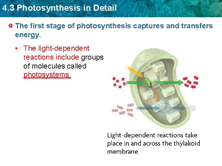 4. 3 Photosynthesis in Detail The first stage of photosynthesis captures and transfers energy.