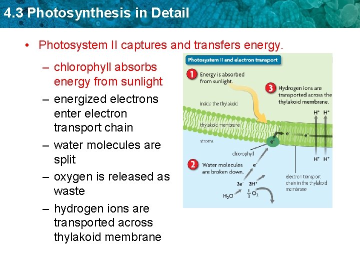 4. 3 Photosynthesis in Detail • Photosystem II captures and transfers energy. – chlorophyll