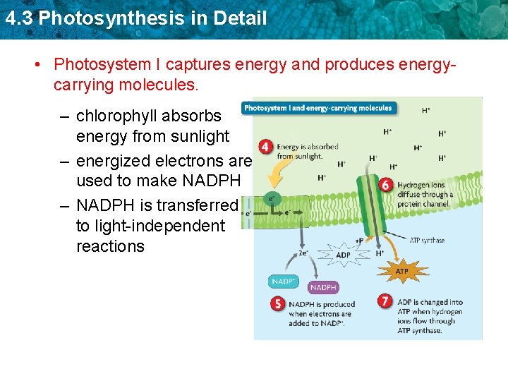 4. 3 Photosynthesis in Detail • Photosystem I captures energy and produces energycarrying molecules.