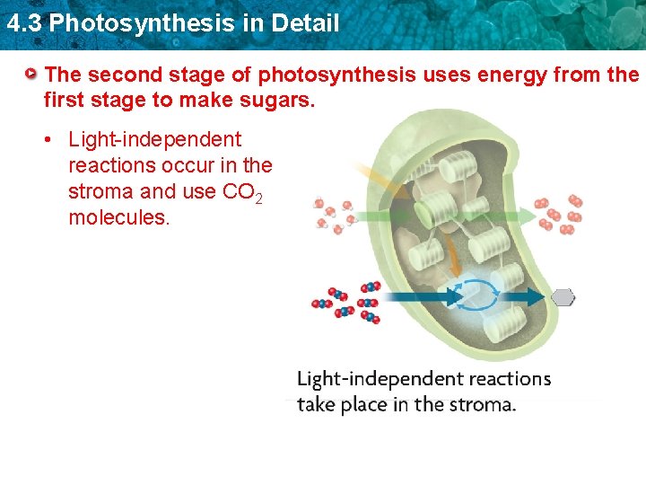 4. 3 Photosynthesis in Detail The second stage of photosynthesis uses energy from the