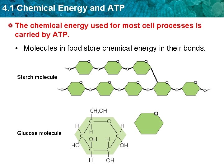 4. 1 Chemical Energy and ATP The chemical energy used for most cell processes