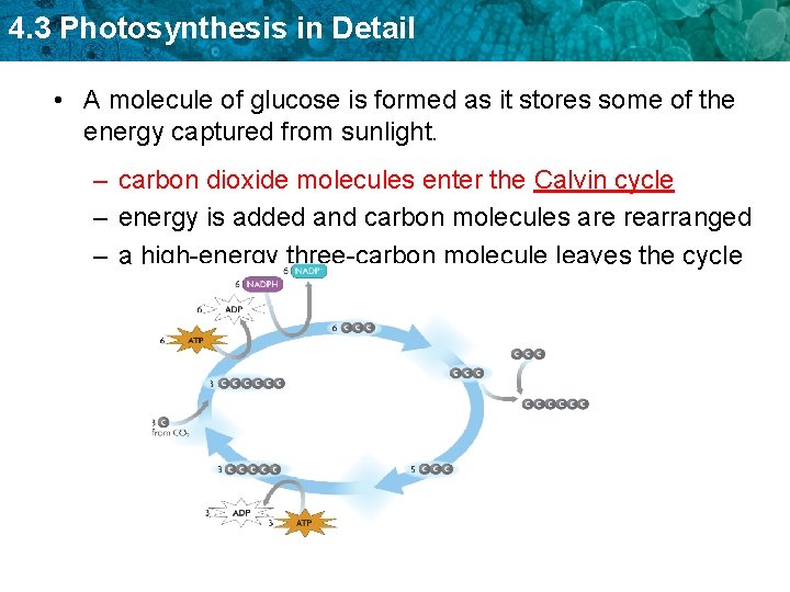 4. 3 Photosynthesis in Detail • A molecule of glucose is formed as it