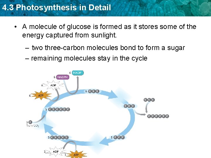 4. 3 Photosynthesis in Detail • A molecule of glucose is formed as it