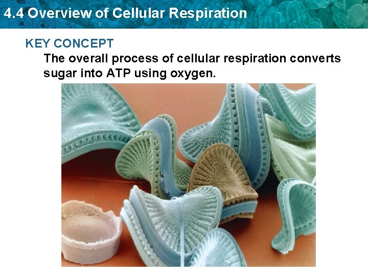 4. 4 Overview of Cellular Respiration KEY CONCEPT The overall process of cellular respiration
