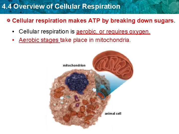 4. 4 Overview of Cellular Respiration Cellular respiration makes ATP by breaking down sugars.