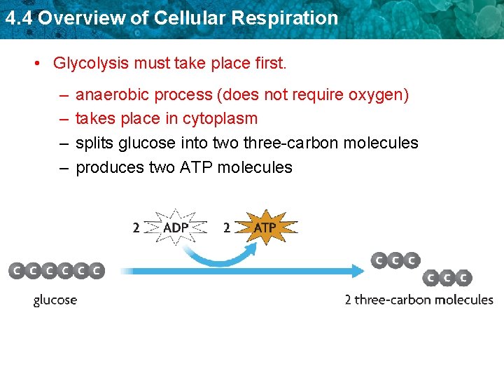 4. 4 Overview of Cellular Respiration • Glycolysis must take place first. – –