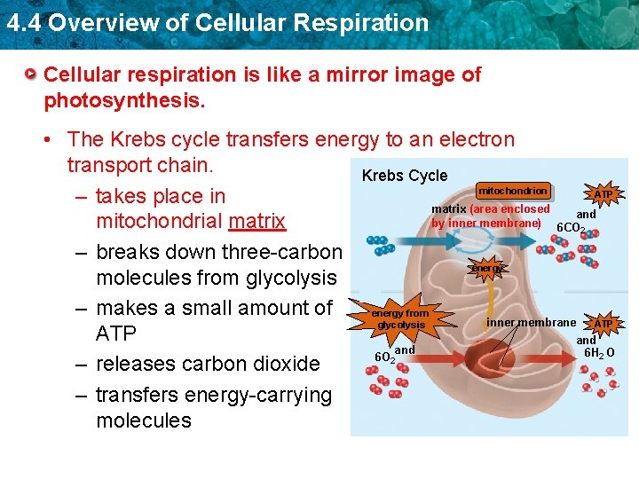 4. 4 Overview of Cellular Respiration Cellular respiration is like a mirror image of