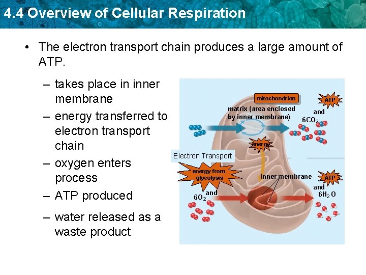 4. 4 Overview of Cellular Respiration • The electron transport chain produces a large