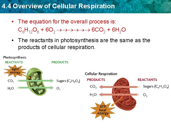 4. 4 Overview of Cellular Respiration • The equation for the overall process is: