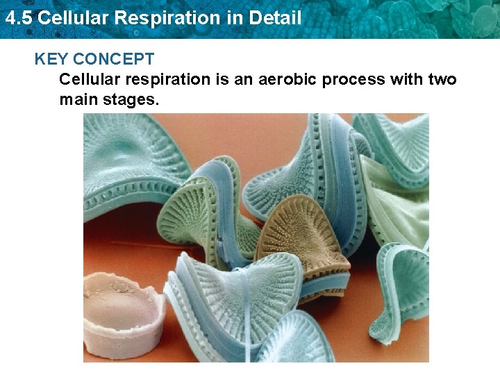4. 5 Cellular Respiration in Detail KEY CONCEPT Cellular respiration is an aerobic process