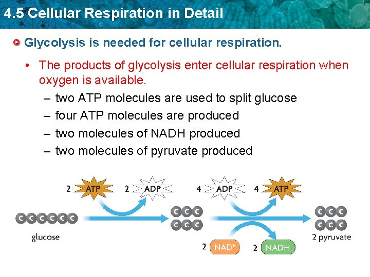 4. 5 Cellular Respiration in Detail Glycolysis is needed for cellular respiration. • The