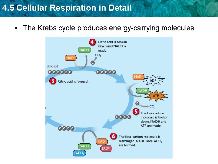 4. 5 Cellular Respiration in Detail • The Krebs cycle produces energy-carrying molecules. 