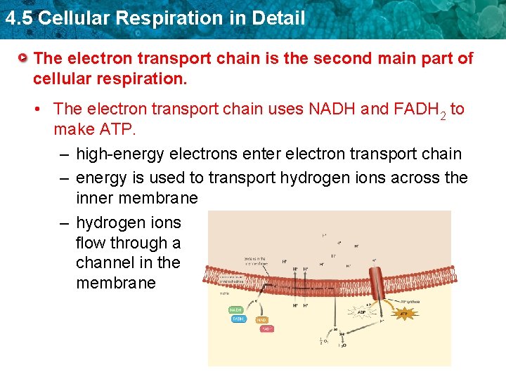 4. 5 Cellular Respiration in Detail The electron transport chain is the second main