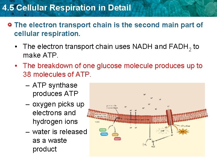 4. 5 Cellular Respiration in Detail The electron transport chain is the second main