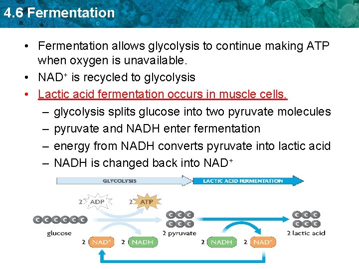 4. 6 Fermentation • Fermentation allows glycolysis to continue making ATP when oxygen is