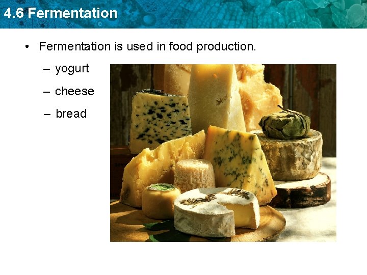 4. 6 Fermentation • Fermentation is used in food production. – yogurt – cheese