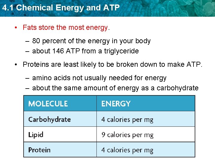 4. 1 Chemical Energy and ATP • Fats store the most energy. – 80