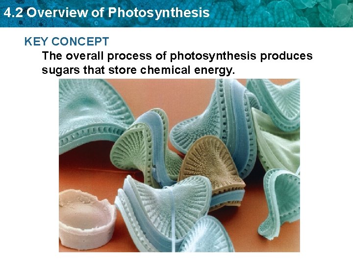 4. 2 Overview of Photosynthesis KEY CONCEPT The overall process of photosynthesis produces sugars