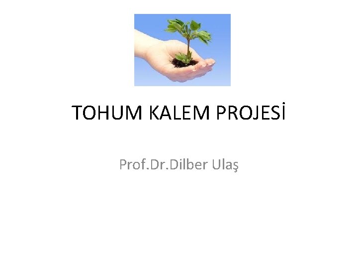 TOHUM KALEM PROJESİ Prof. Dr. Dilber Ulaş 