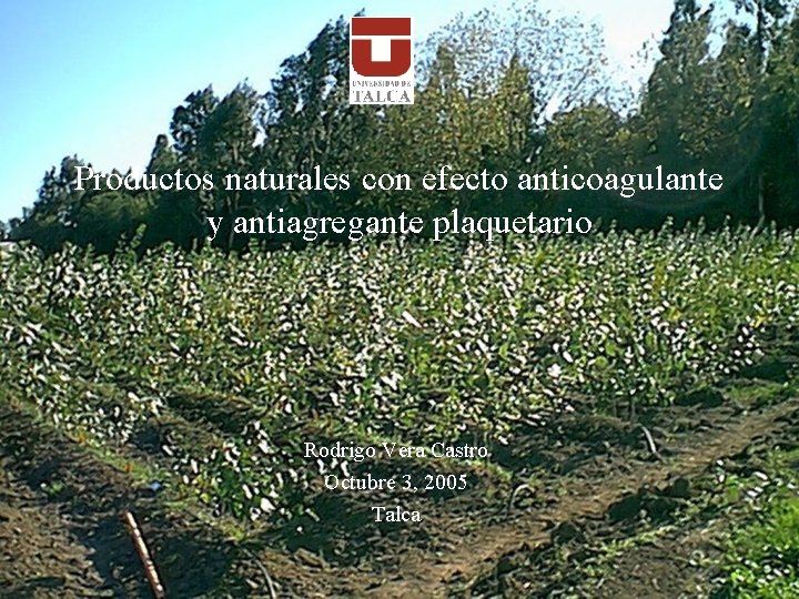 Productos naturales con efecto anticoagulante y antiagregante plaquetario Rodrigo Vera Castro Octubre 3, 2005