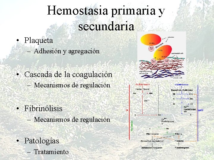 Hemostasia primaria y secundaria • Plaqueta – Adhesión y agregación • Cascada de la