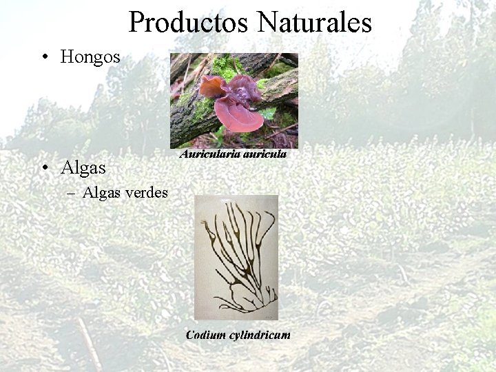 Productos Naturales • Hongos • Algas – Algas verdes Auricularia auricula 