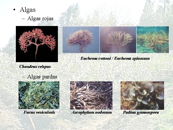  • Algas – Algas rojas Euchema cottoni / Euchema spinosum Chondrus crispus –