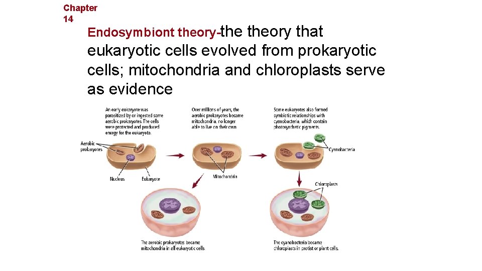 Chapter 14 The History of Life Endosymbiont theory-the theory that eukaryotic cells evolved from