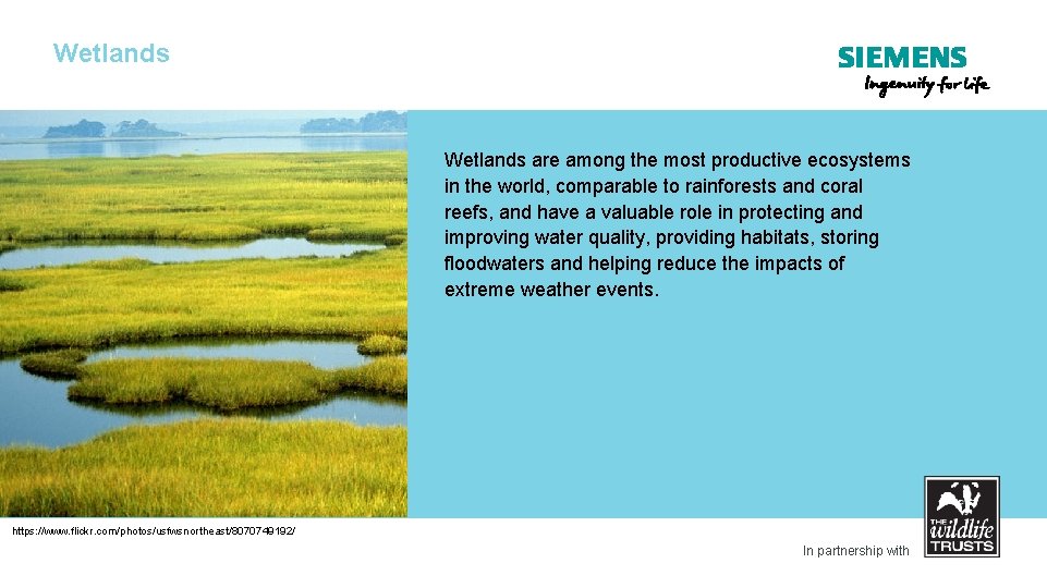 Wetlands are among the most productive ecosystems in the world, comparable to rainforests and