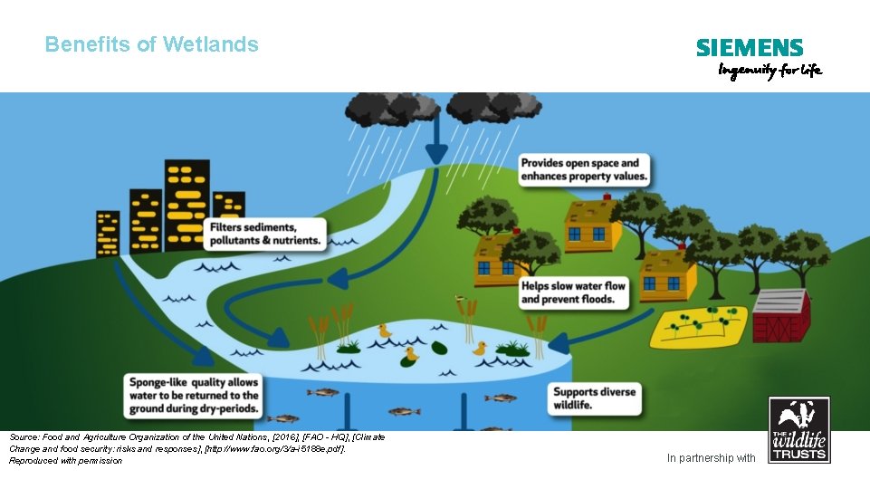 Benefits of Wetlands Source: Food and Agriculture Organization of the United Nations, [2016], [FAO