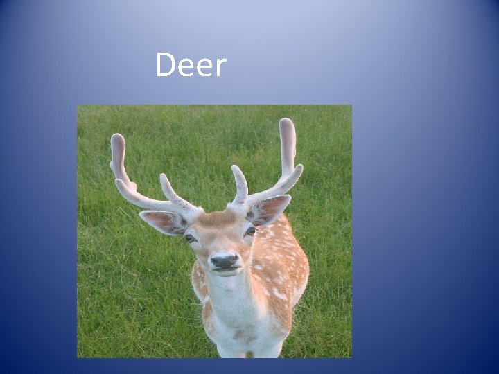 Deer 